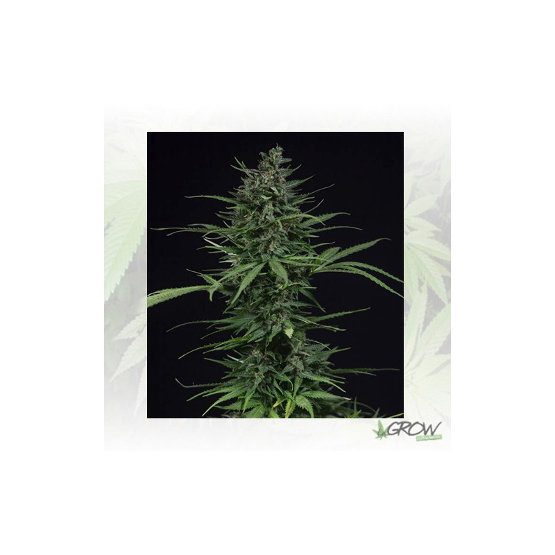 May Day Express Positronics - 1 Seed