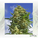 Black Widow Positronics - 1 Seed