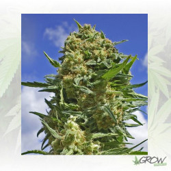 Black Widow Positronics - 1 Seed