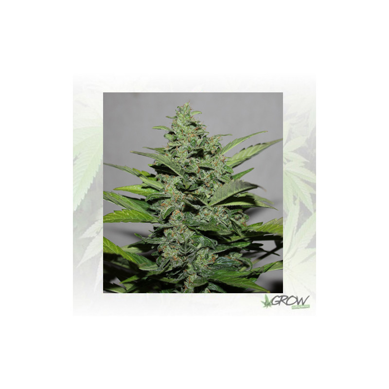 Calipso Automaris - 5 Seeds