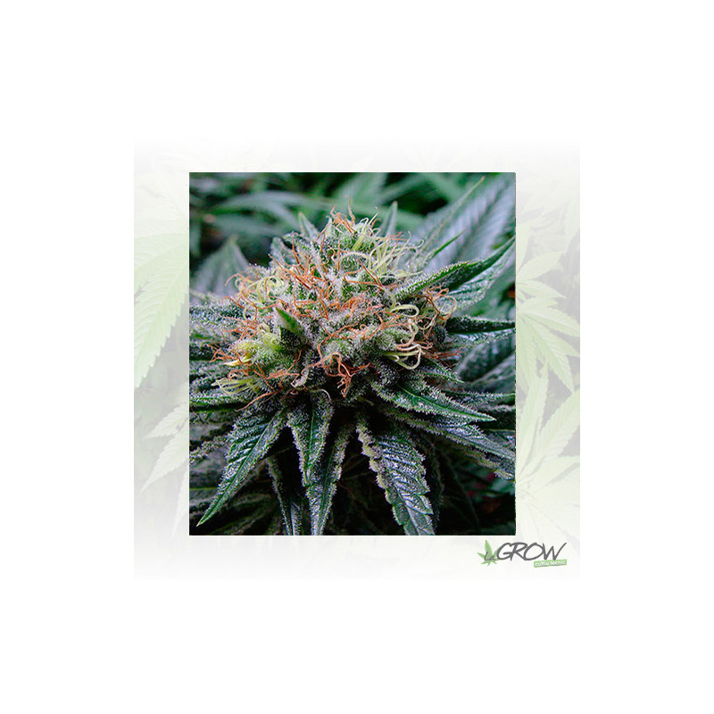 Bubblicious Resin Seeds - 3 Seeds
