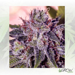 Gordomaster Kush Positronics - 6 Seeds