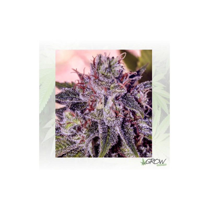 Gordomaster Kush Positronics - 6 Seeds