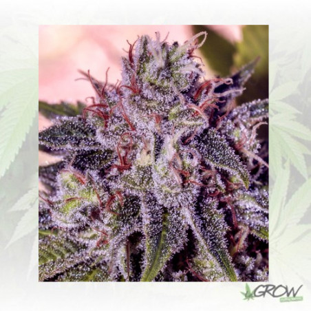 Gordomaster Kush Positronics - 6 Seeds