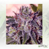Gordomaster Kush Positronics - 6 Seeds