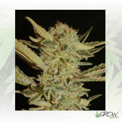 Bubble Gum Serious Seeds - 11 Seeds