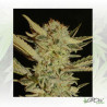Bubble Gum Serious Seeds - 11 Seeds