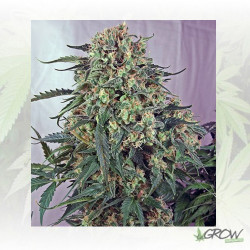 Caramelice Positronics - 1 Seed