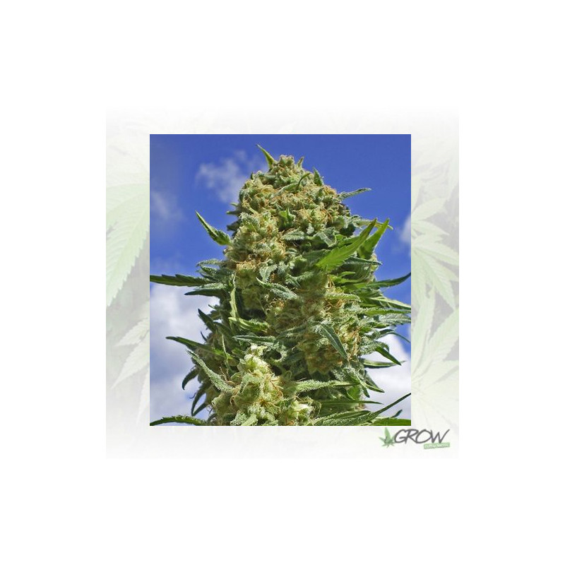 Black Widow Positronics - 3 Seeds