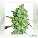 Super Skunk White Label - 5 Seeds