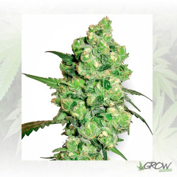 Super Skunk White Label - 5 Seeds
