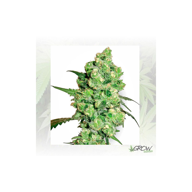 Super Skunk White Label - 5 Seeds