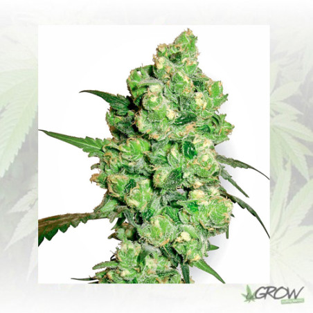 Super Skunk White Label - 5 Seeds