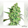 Super Skunk White Label - 5 Seeds