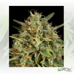 Strawberry Amnesia Dinafem - 3 Seeds