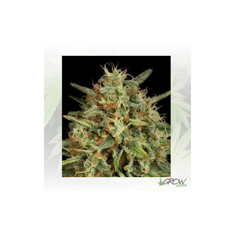 Strawberry Amnesia Dinafem - 3 Seeds