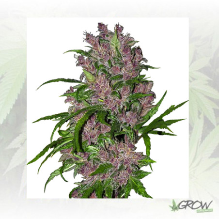 Purple Bud White Label - 5 Seeds