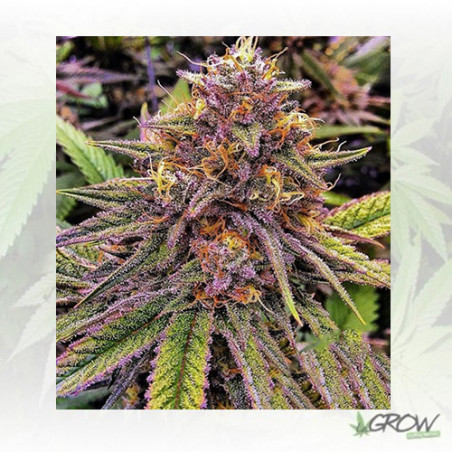 Green Gelato Royal Queen Seeds - 1 Seed