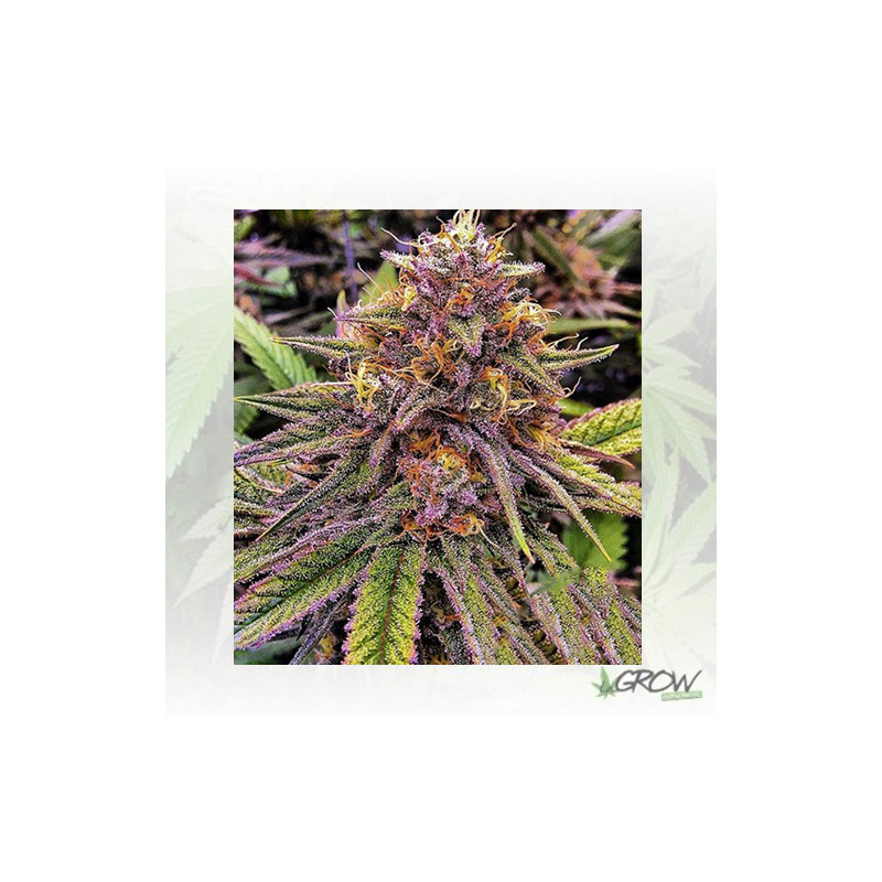 Green Gelato Royal Queen Seeds - 3 Seeds