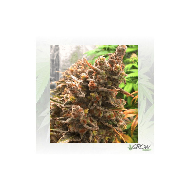 HulkBerry Royal Queen Seeds - 1 Seed