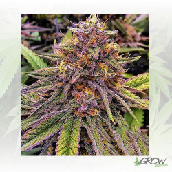 Green Gelato Royal Queen Seeds - 5 Seeds