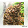 HulkBerry Royal Queen Seeds - 3 Seeds
