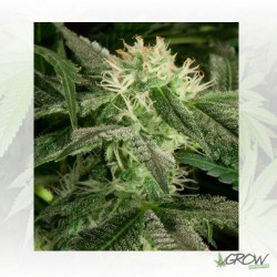White Widow Medical Seeds - 10 Seeds