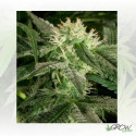 White Widow Medical Seeds - 3 Seeds