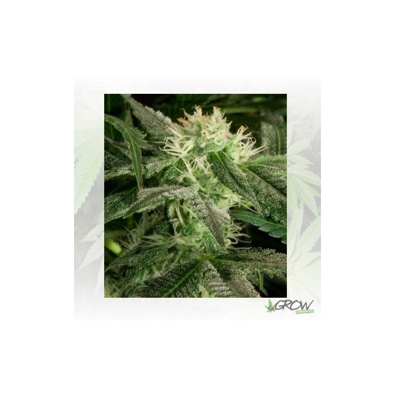 White Widow Medical Seeds - 5 Seeds