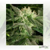 White Widow Medical Seeds - 5 Seeds