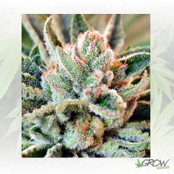 BCN Sour Diesel Medical Seeds - 10 Seeds