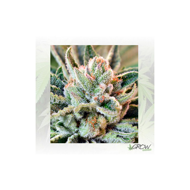 BCN Sour Diesel Medical Seeds - 10 Seeds