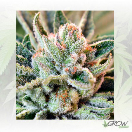 BCN Sour Diesel Medical Seeds - 10 Seeds