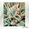 BCN Sour Diesel Medical Seeds - 10 Seeds