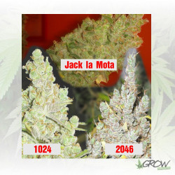 Colección 2 Medical Seeds - 6 Seeds