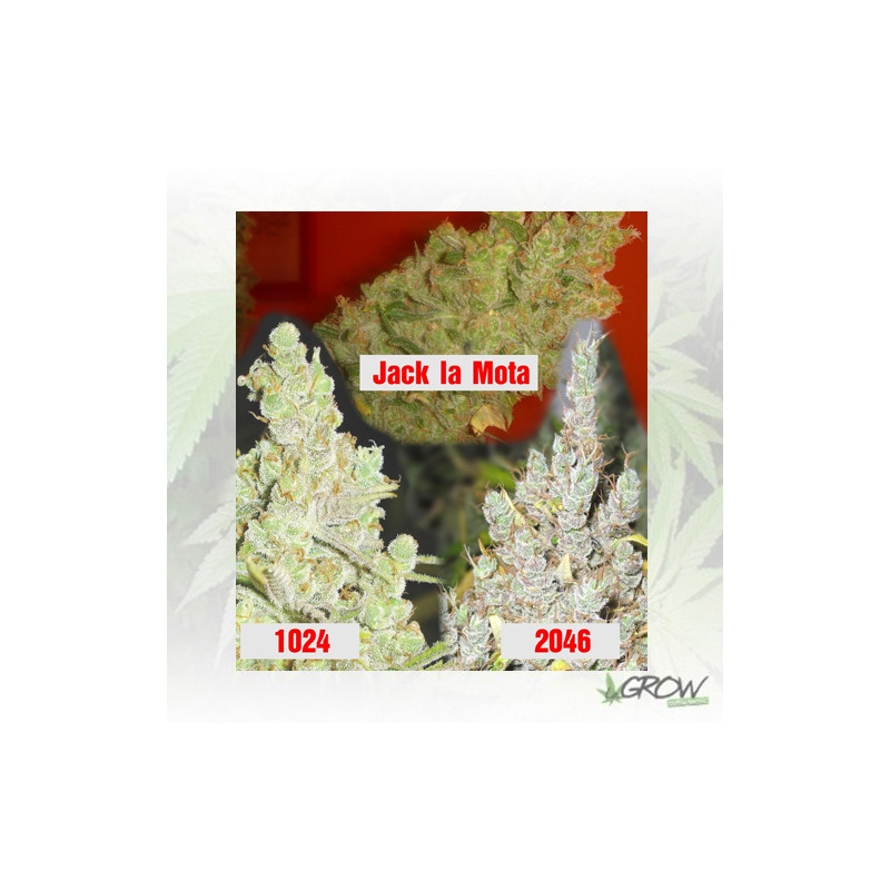 Colección 2 Medical Seeds - 6 Seeds