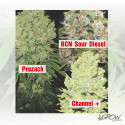 Colección 1 Medical Seeds - 6 Seeds