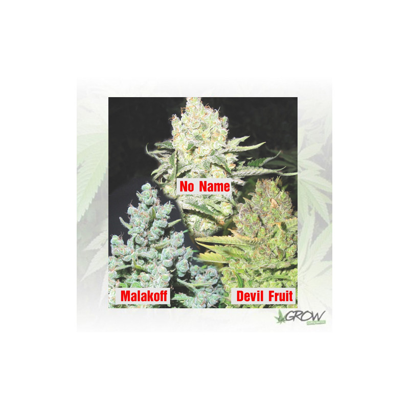 Colección 4 Medical Seeds - 6 Seeds