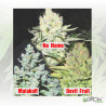 Colección 4 Medical Seeds - 6 Seeds