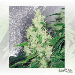 Y Griega Medical Seeds - 5 Seeds