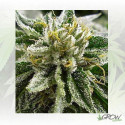 Canadian Kush 2.0 Medical Seeds - 5 Seeds