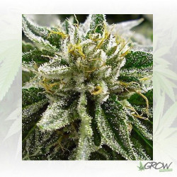 Canadian Kush 2.0 Medical Seeds - 5 Seeds