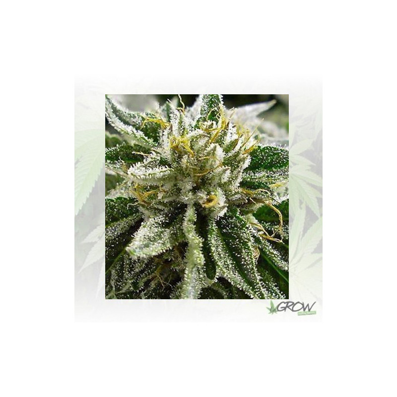 Canadian Kush 2.0 Medical Seeds - 5 Seeds