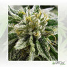 Canadian Kush 2.0 Medical Seeds - 5 Seeds