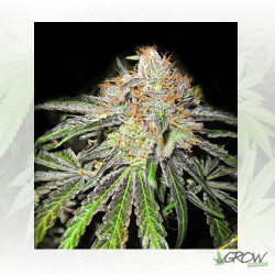 Deep Neville Medical Seeds - 20 Seeds