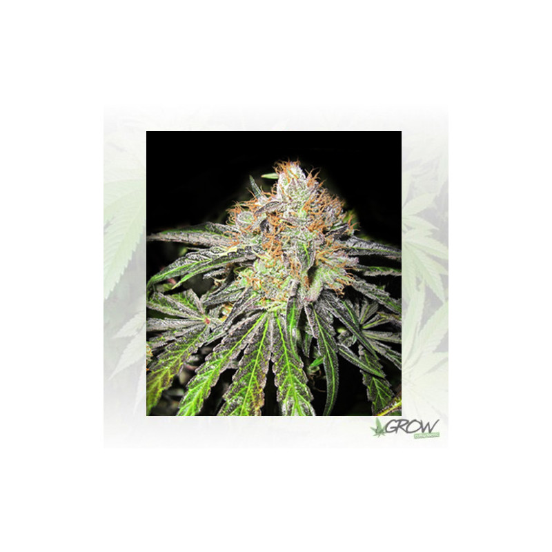 Deep Neville Medical Seeds - 20 Seeds