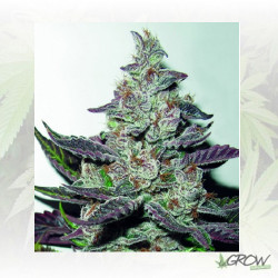 Mendocino Purple Kush Medical Seeds - 10 Seeds