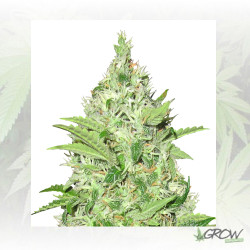 Y Griega CBD Medical Seeds - 3 Seeds