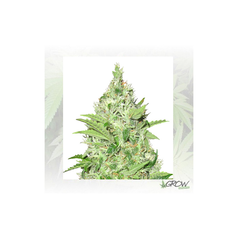 Y Griega CBD Medical Seeds - 3 Seeds