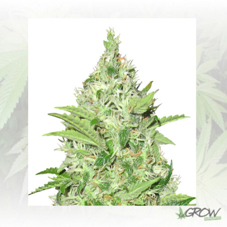 Y Griega CBD Medical Seeds - 3 Seeds